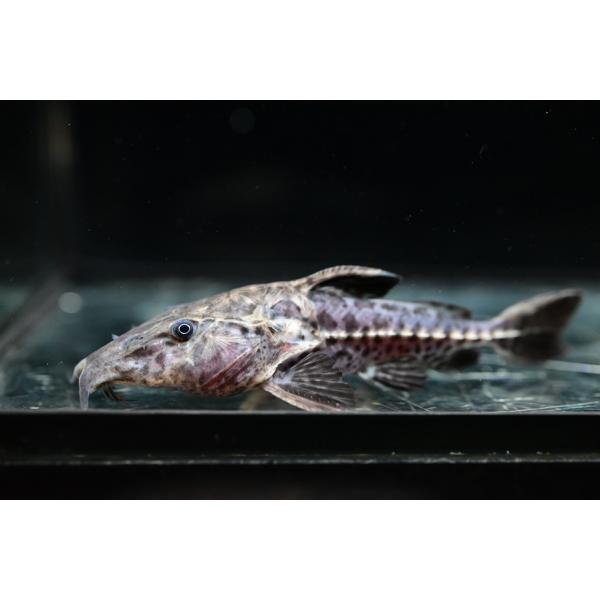 熱帯魚　オキシドラス　生体 world-rivers-net_sacat3035