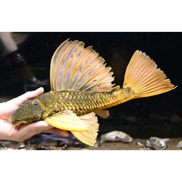 world-rivers-net_sacat3063