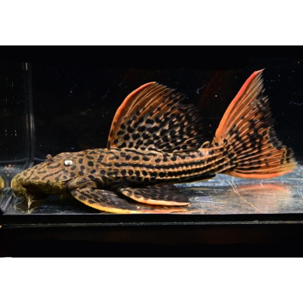 ウルトラスカーレットトリム ”ブラジル/アルタミラ” 23cm : WORLD