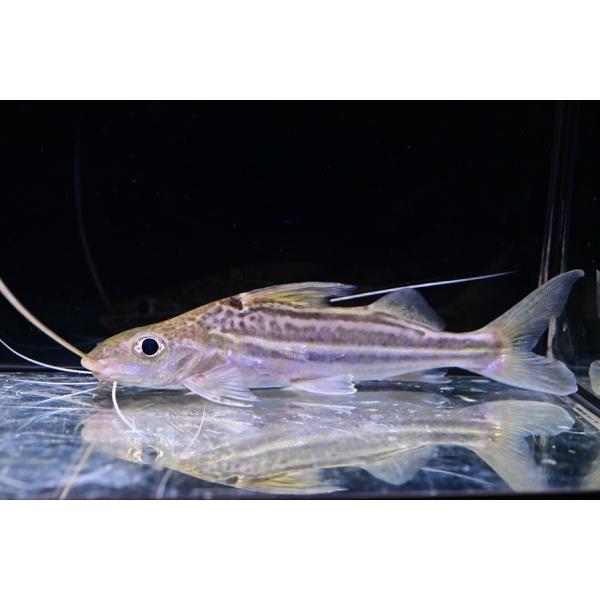 world-rivers-net_sacat3187