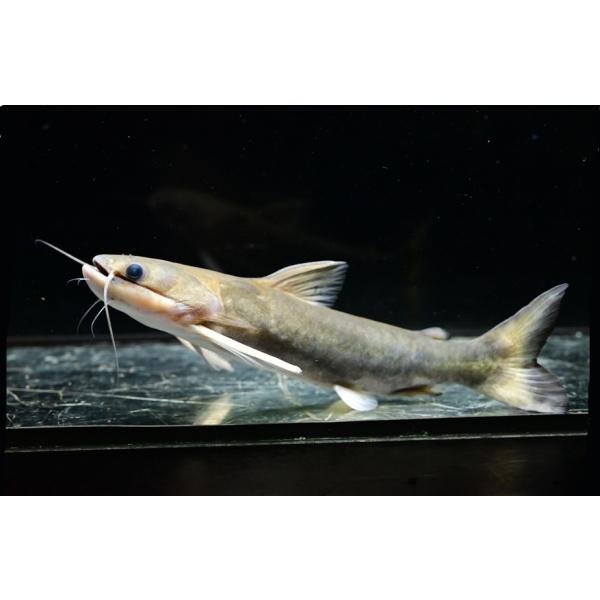 ブラジルナマズ剥製 ブラジルナマズ剥製 ブラジルナマズ剥製 ブラジルナマズ剥製 【公式通販】