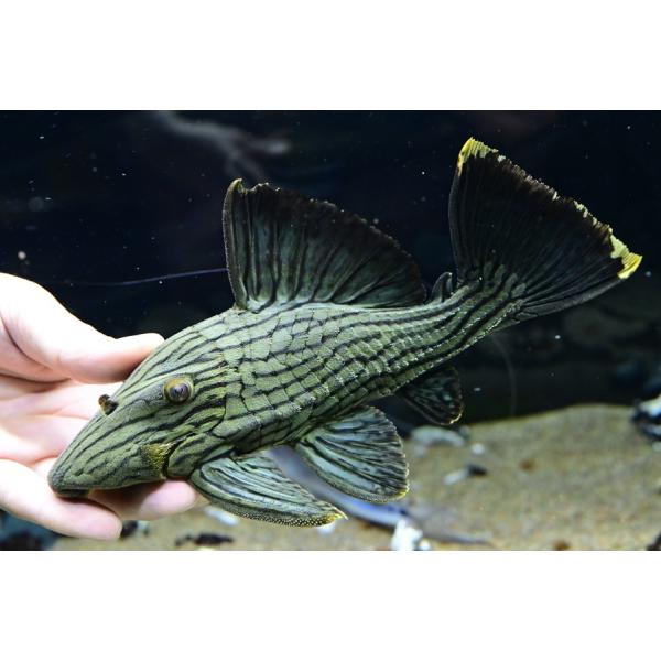 シャンパーグリーンロイヤルプレコ ”ペルー” 22cm : WORLD RIVERS net 