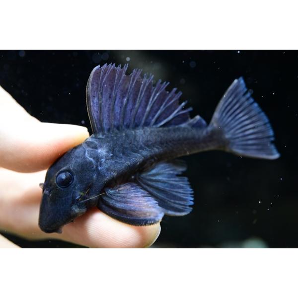 大人気のブルーフィンパナクエ！見る角度や環境によって藍色の発色が見られます。派手すぎないところが人気の理由かもしれません。水温高めで飼うと白点にもなりにくく飼いやすいですよ！ちなみにパナクエの仲間ではないです。今回はサイズ大きめで良いです！...