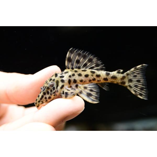 Leporacanthicus heterodonシングー産の綺麗なレポラカンティクス！名前の通り白っぽいようなオレンジの発色が綺麗です。※画像は入荷魚の一部です