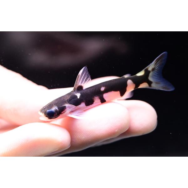 ブラジル産ホルスタインタティア！タティアの中でも柄が美しく人気が高い種です！そこまで入荷の多い種ではないんですが、今年は結構入ってきましたね！今回はサイズも小さめなので特価！状態は安定してますよ！※画像は入荷魚の一部です