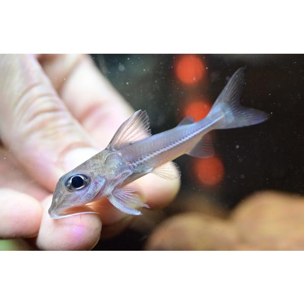 Doras carinatus大きな目が特徴的なスリナムの珍ドラス！吻は短めで明るい体色、最大30cm程のそこそこ大きくなる種です。体格はがっしりした印象。小さいサイズですが輸入後時間は経っているようなので状態は安定しています。人工飼料も良...