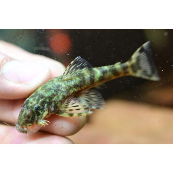 スリナムに生息する美しい珍プレコ！リソックス系のプレコで、見ての通りメタリックグリーンの発色が素晴らしい！興奮時だけでなく普段から結構緑なので綺麗ですよ！飼育は難しくなく、見た目に反して丈夫なプレコ。※画像は入荷魚の一部です