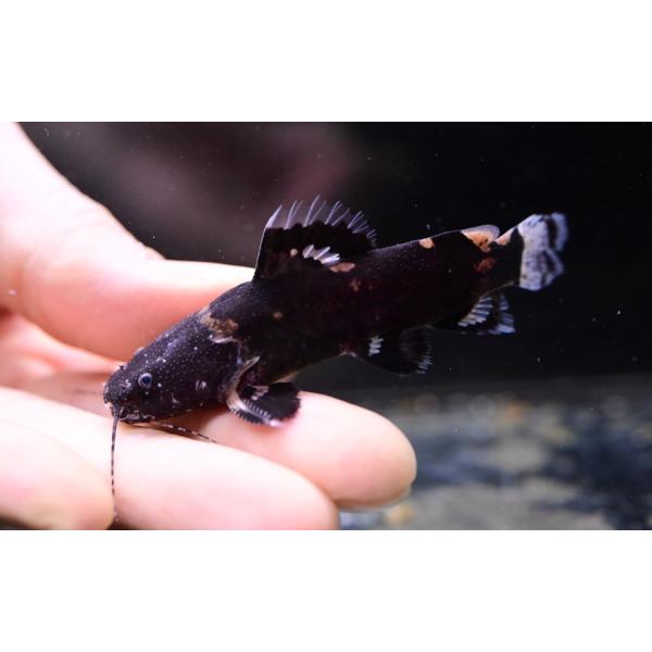 プルス川の小型のジャウーです！この手のジャウーは同定が難しいですね。おそらく10cm程度になる小型ナマズだと思いますが、どのくらいになるかは育ててみないと分かりません。※画像は入荷魚の一部です