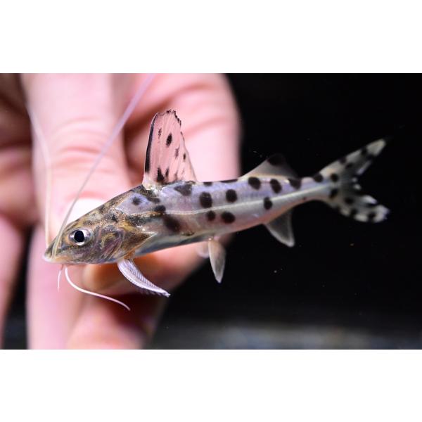 Pimelodus pictus定番の南米ナマズ！今回はコロンビアの個体です。最大10-15cm程の小型のピメロディア！混泳もしやすくおすすめです。※画像は入荷魚の一部です