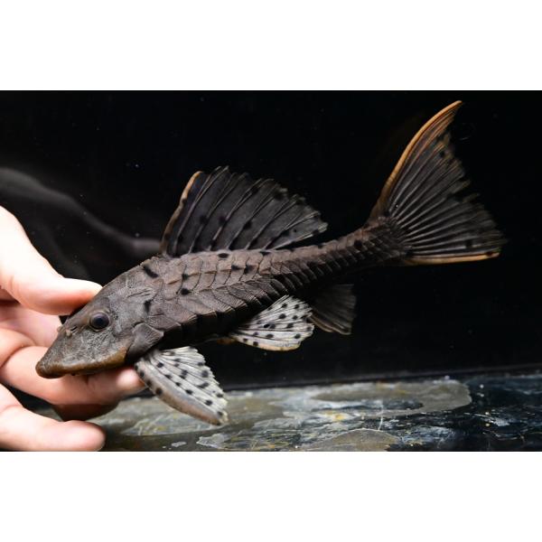 world-rivers-net_sacat4143