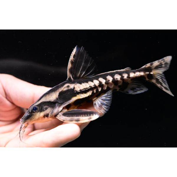 world-rivers-net_sacat4147