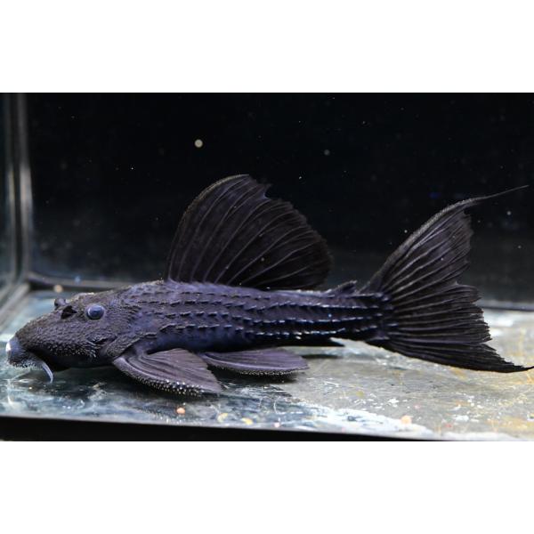 world-rivers-net_sacat4155