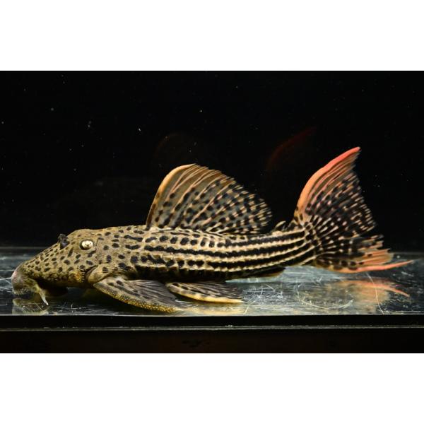 world-rivers-net_sacat5019