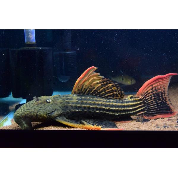 world-rivers-net_sacat819