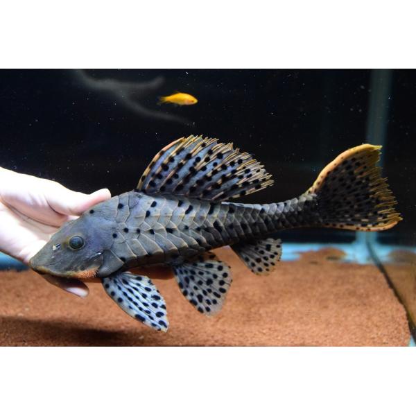 オレンジフィンアーマードプレコ28cm前後