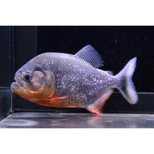 ピラニア ナッテリー マラジョー 17cm Supersport Tn