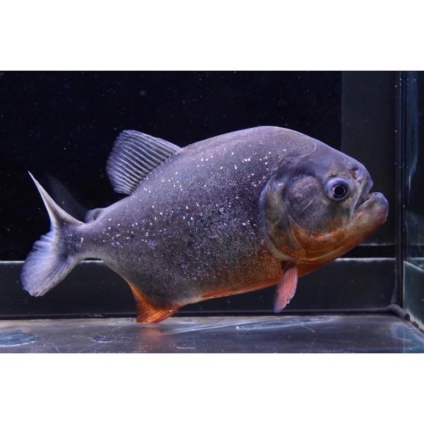 ピラニア ナッテリー マラジョー 17cm Supersport Tn
