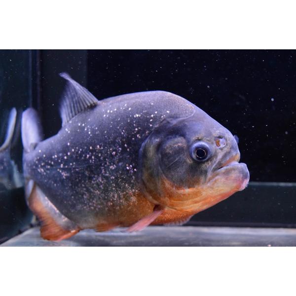 ピラニア ナッテリー マラジョー 17cm Supersport Tn