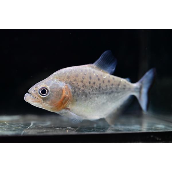 world-rivers-net_sacharacin2654