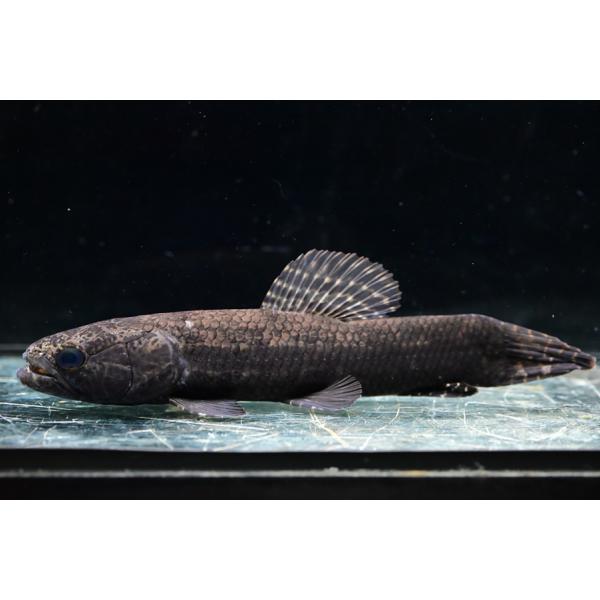 ブラックタライロン ”ブラジル/デミニ川” 19cm : WORLD RIVERS net