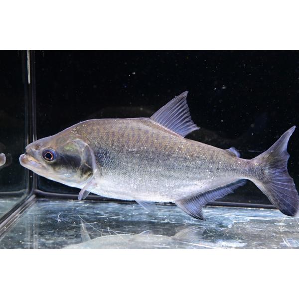 world-rivers-net_sacharacin3921