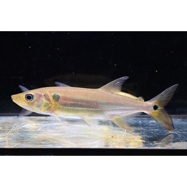 Acestrorhynchus pantaneiro?ブラジル、パンタナール産のレッドフィントーピード！この辺りのレッドフィントーピードはパンタネイロ種ですが、上の方に生息しているアルタス種とかなり似ています。パンタナール産の中でも差が見ら...