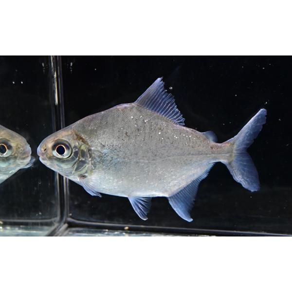 world-rivers-net_sacharacin4036