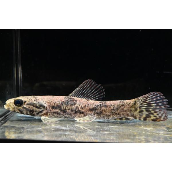 world-rivers-net_sacharacin4061