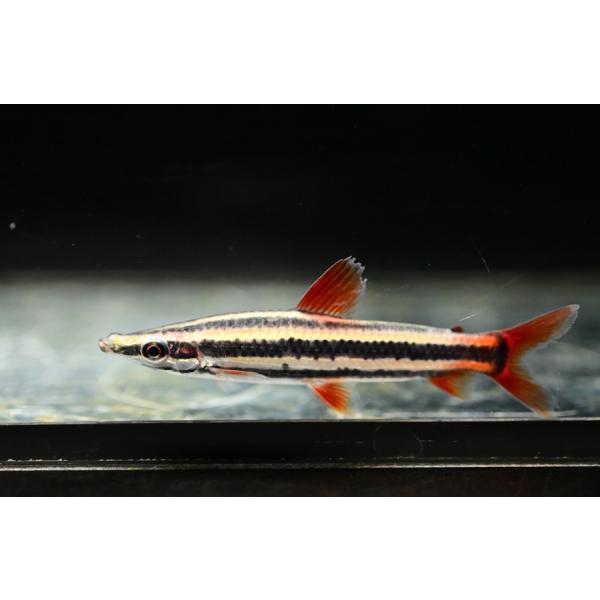 スーパーレッドフィンアノストムス ”スリナム/サラマッカ川” 7.5cm
