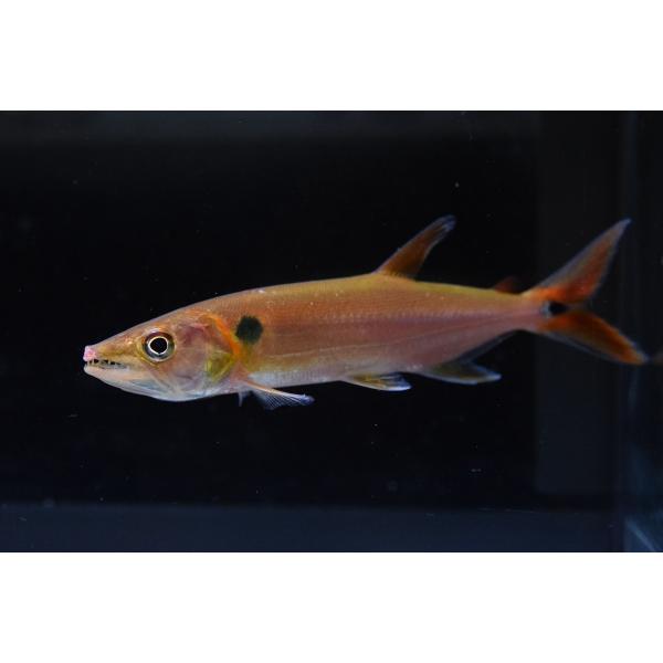 レッドフィントーピードパイクカラシン コロンビア 16 17cm Sacharacin456 World Rivers Net 通販 Yahoo ショッピング
