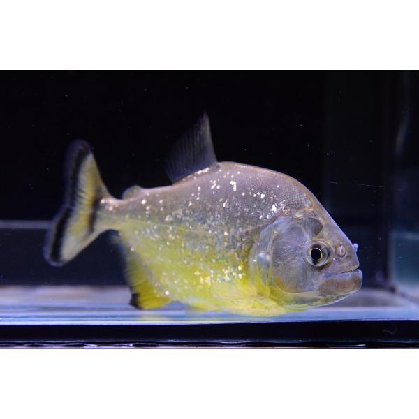 ダイヤモンドイエローピラニア パンタナール 12cm Www Specializeddata Com