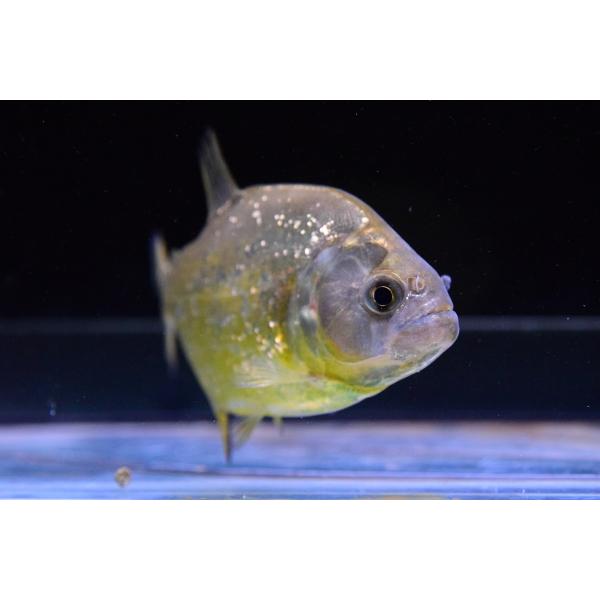 ダイヤモンドイエローピラニア パンタナール 12cm Www Specializeddata Com