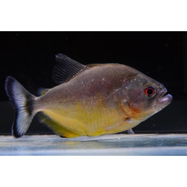 ファイヤーベリーブラックピラニア リオ アラグアイア 12 13cm Sacharacin542 World Rivers Net 通販 Yahoo ショッピング
