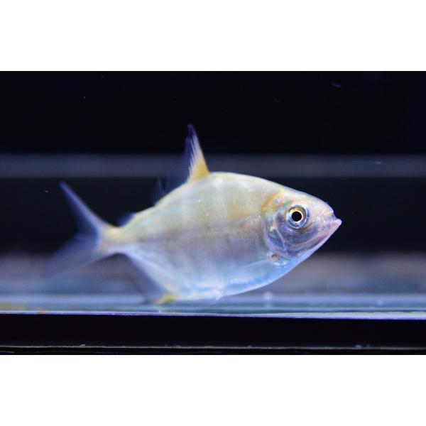 イエローゼブラパクー ”リオ・テレスピレス” 6-7cm :sacharacin587:WORLD RIVERS net - 通販 - Yahoo!ショッピング イエローゼブラパクー ”リオ・テレスピレス” 6-7cm :sacharacin587:WORLD RIVERS net - 通販 - Yahoo!ショッピング