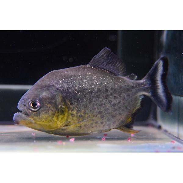 ピラニア ペット ペットグッズ Favofavoitems