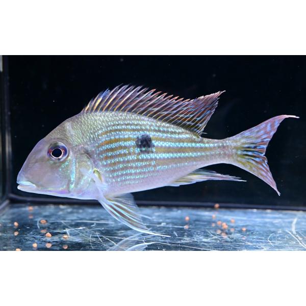 world-rivers-net_sacichlid769