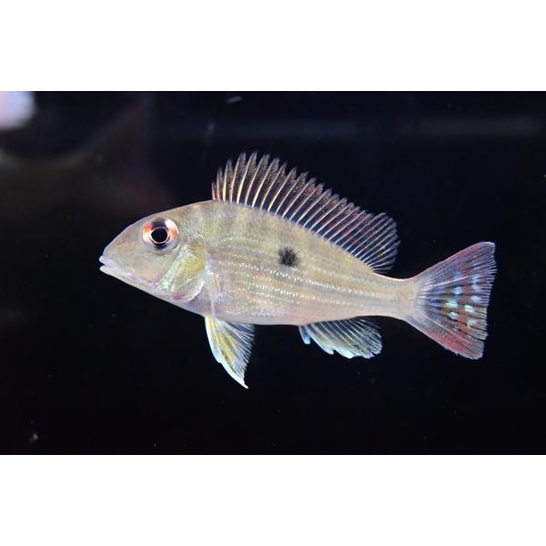 ゲオファーガス・アバリオス ”コロンビア” 7cm程 : WORLD RIVERS net