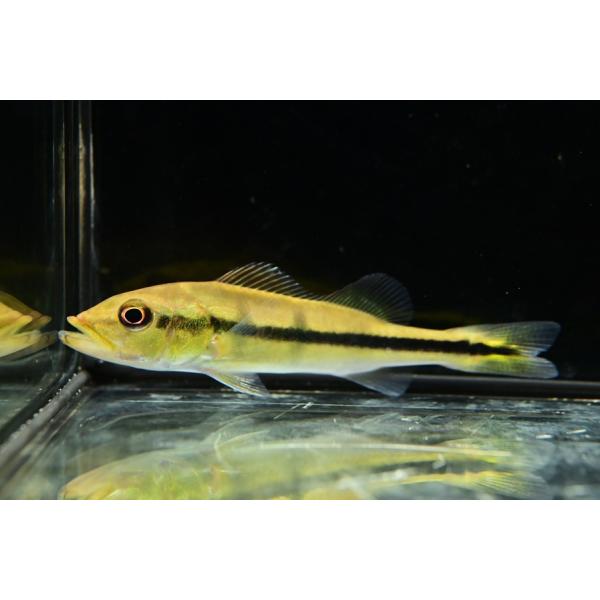 Cichla temensisベビーサイズよりは大きいコロンビア産のテメンシス。今回はマナカシアス産のWILD個体！このくらいのサイズだと飼育はだいぶ楽になります。大型になるアイスポットシクリッドで、成長も早いです。※画像は入荷魚の一部です