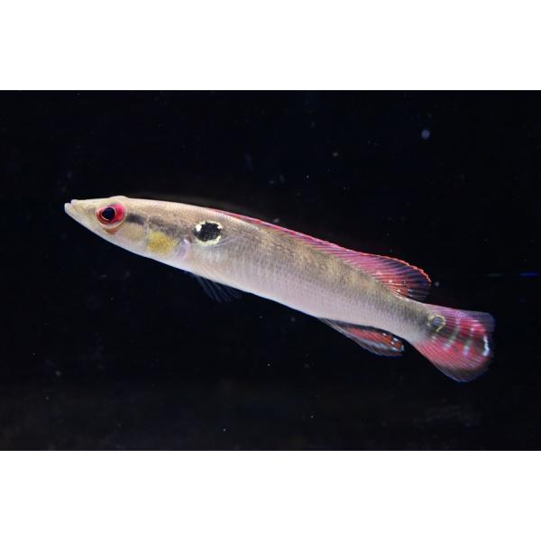 ペルー便で入荷したダイヤモンド系のパイクシクリッド！ラメは少ない種ですが鰭の色は綺麗！目も真っ赤で良いですよ！※画像は入荷魚の一部です