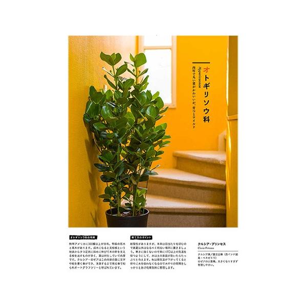 グリーンインテリア 観葉植物のある生活 観葉植物の本 Buyee Buyee Japanese Proxy Service Buy From Japan Bot Online
