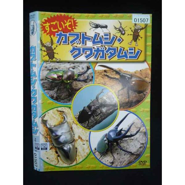 ○019994 レンタルUP・DVD すごいぞ カブトムシ、クワガタムシ 01507 ※ケース無
