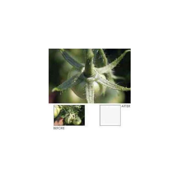Hoya 55mm +10 Diopter 2-Element Close-Up Lens