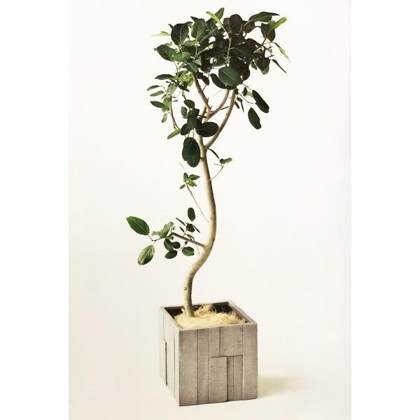 ファイバークレイ製 軽量 キューブ 大型植木鉢 パターン キューブ ホワイトグレーウッド 44cm Ds ワインプラザマツムラ パターン 鉢 プランター 店