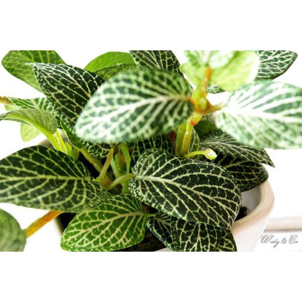 フェイクグリーン フィットニア S 人工観葉植物 光触媒加工 Buyee Buyee 提供一站式最全面最專業現地yahoo Japan拍賣代bid代拍代購服務 Bot Online