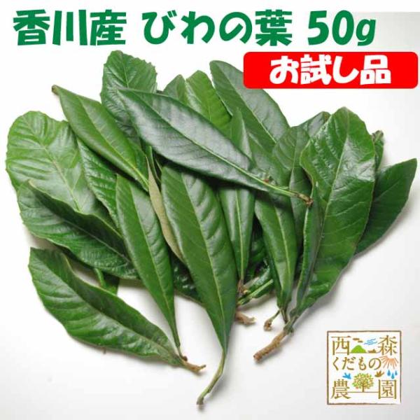 【内容】びわの葉 50g（1袋約10枚）無農薬栽培品【サイズ】長さ15cmくらいの小さめサイズ「葉の色が濃くて厚いもの」を厳選して収穫します。【品種】田中・茂木【産地】香川県高松市産【配送方法】ヤマト運輸ネコポス（追跡可能メール便）【ご注意...