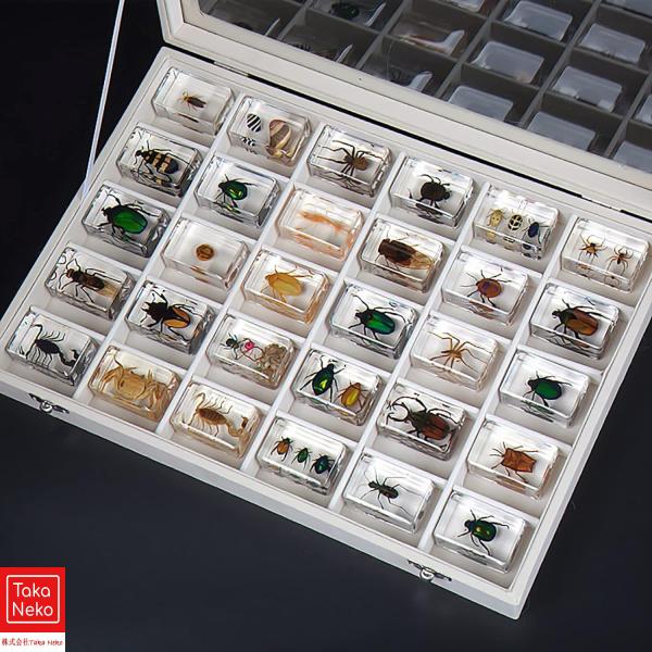 本物の昆虫樹脂標本セット、昆虫ペーパーウェイトタクシダーミー標本小さな装飾品、幼稚園教育観察おもちゃサソリスパイダービートルサソリ動物本物の昆虫、誕生日プレゼント コレクションの展示と子供の科学教育のための本物の樹脂昆虫標本 44*29*2...