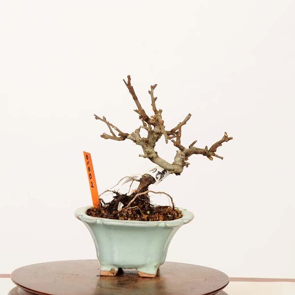 盆栽：白花長寿梅 現品*一点物 チョウジュバイ chojyubai bonsai ミニ 