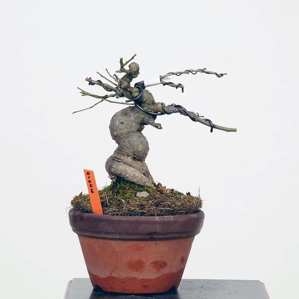 梅もどき 盆栽の人気商品 通販 価格比較 価格 Com