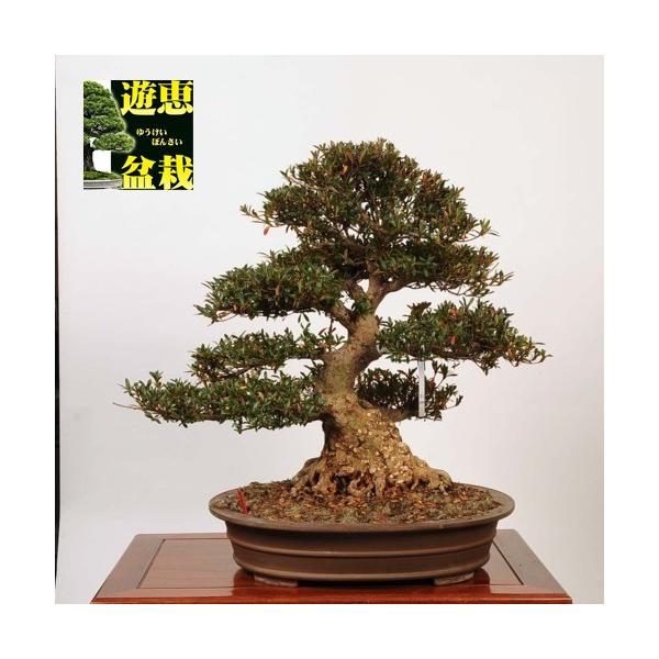 さつき 盆栽 植木の人気商品 通販 価格比較 価格 Com
