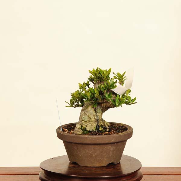 実成くちなし盆栽の魅力と育て方完全ガイド